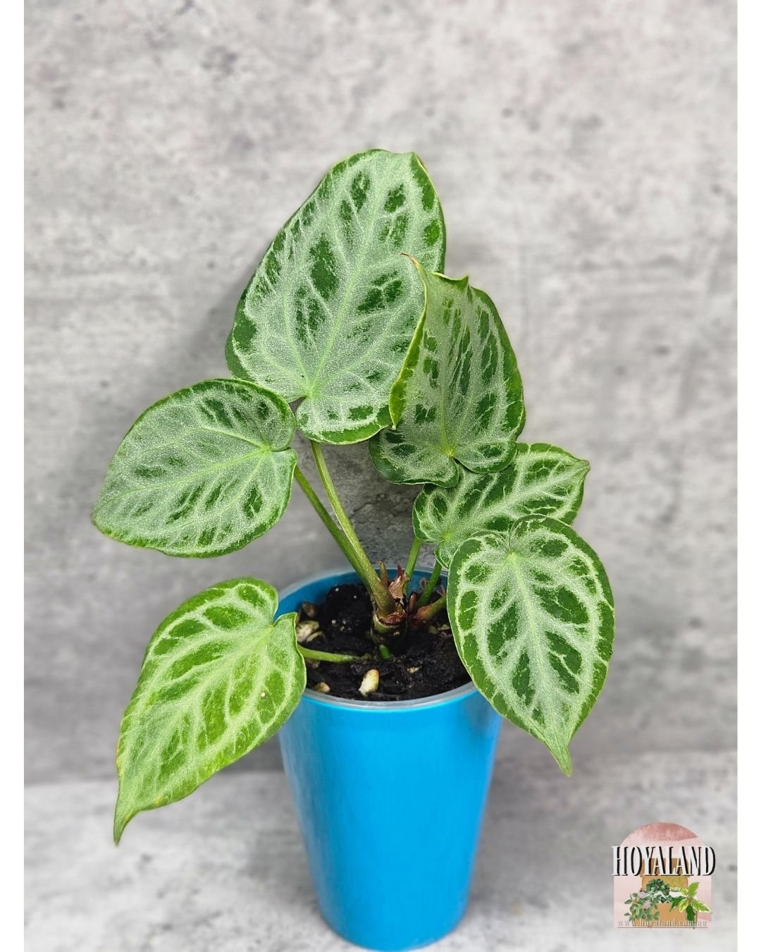 Anthurium silver tiger (7).jpg