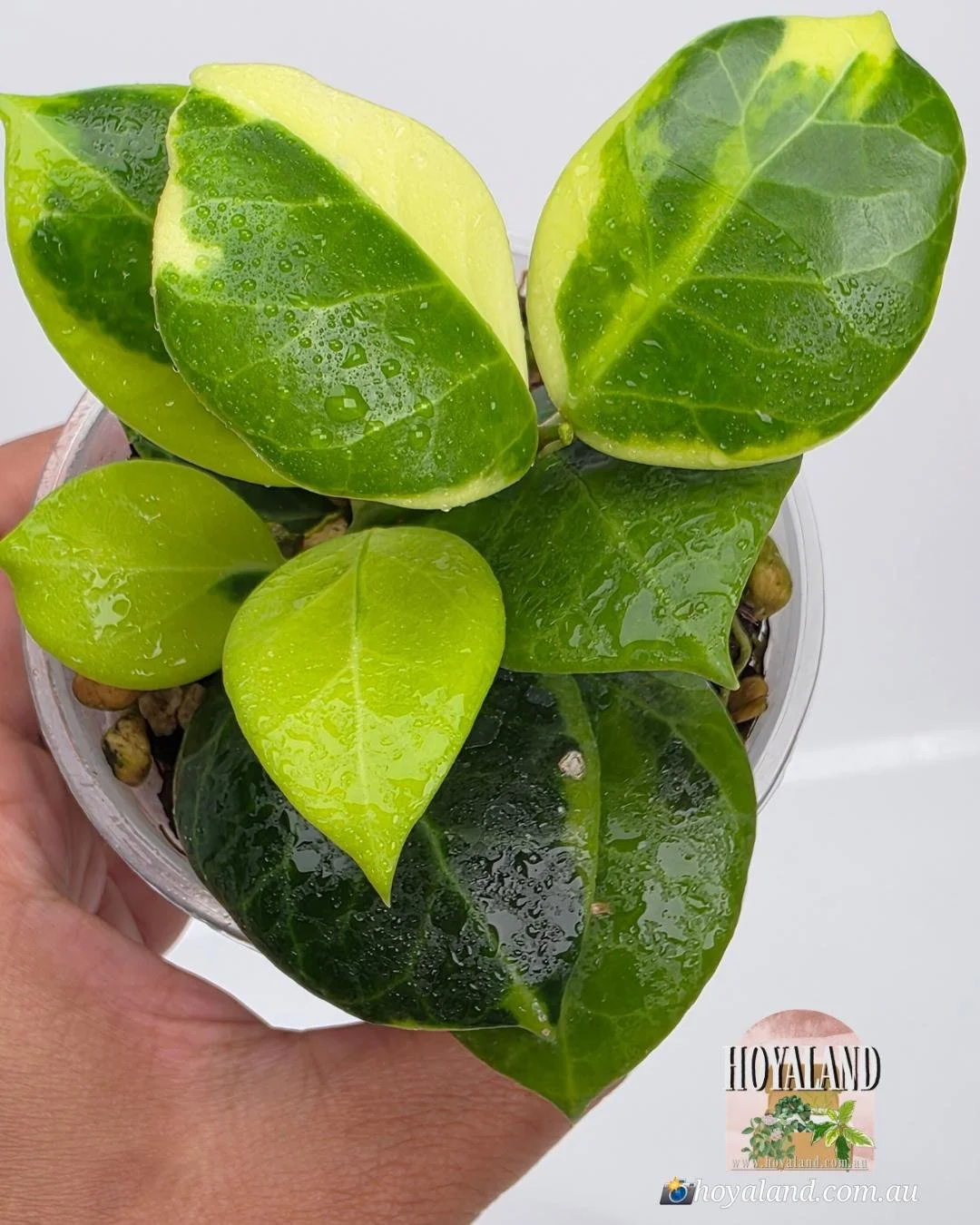 Hoya obscura albo.jpg