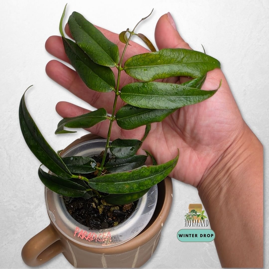 Established Hoya paradisea showing slender thin foliage and pristine white bloom genetics