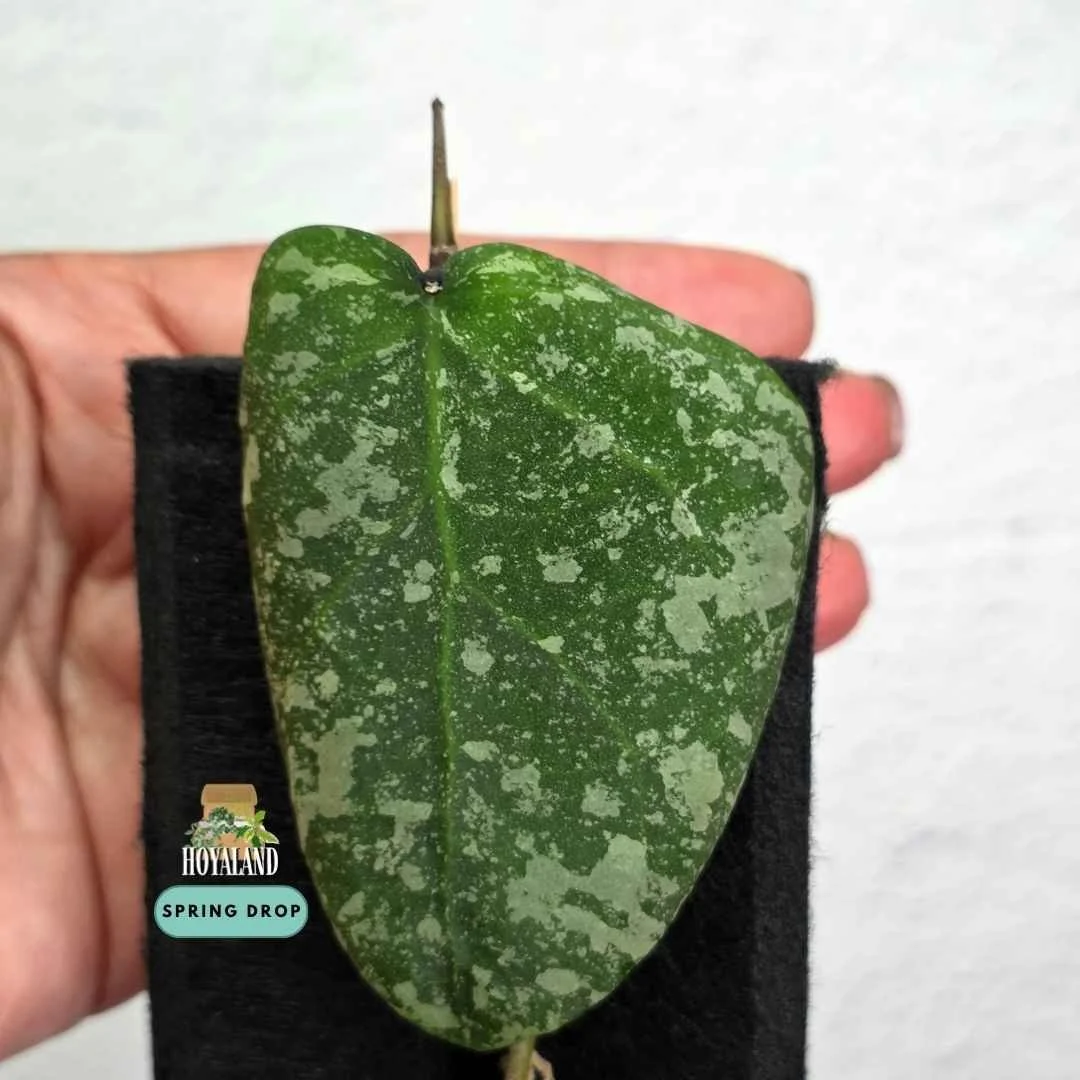 Hoya cinnimamomifolia x imbricata (2).jpg