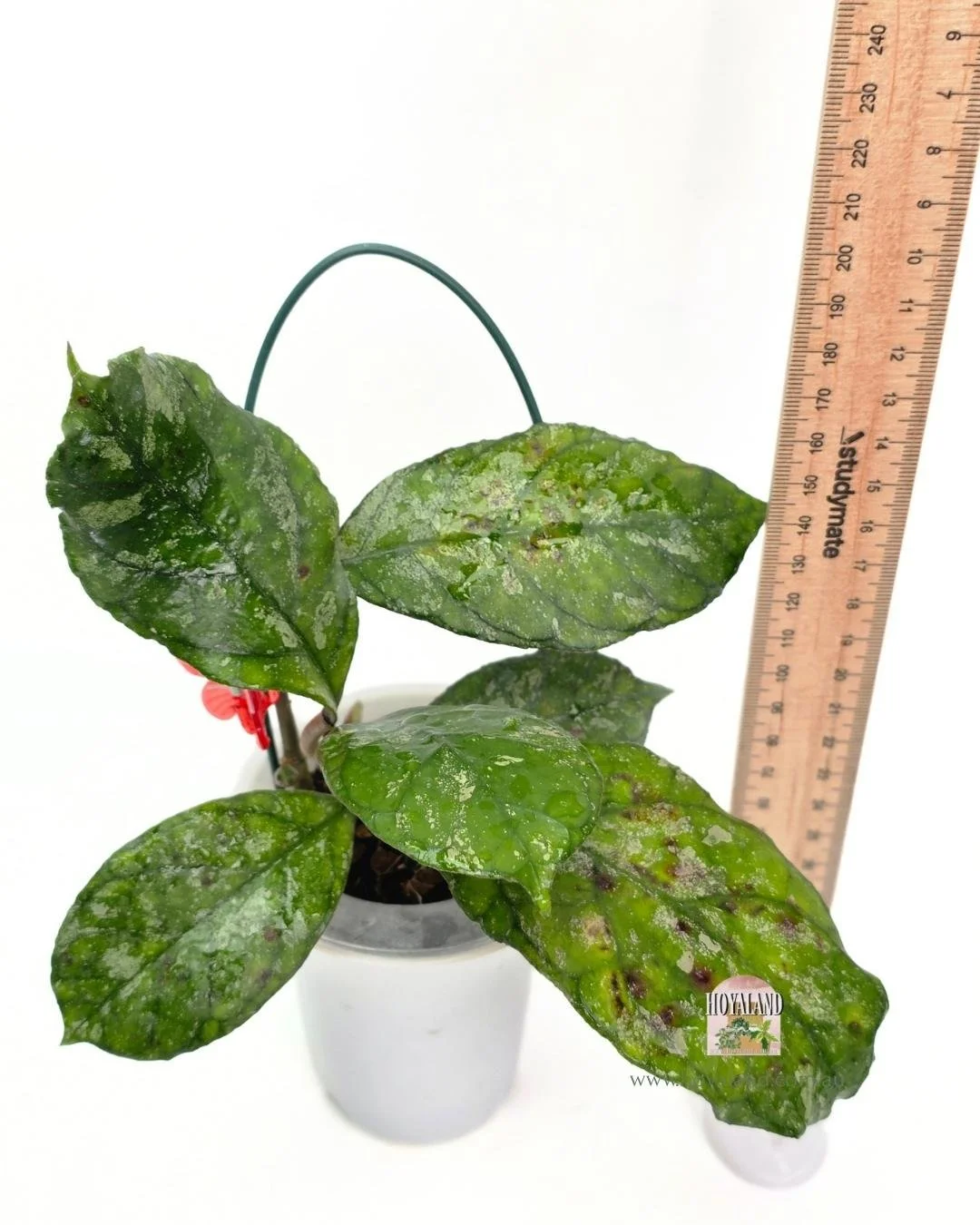 Hoya Surprise (6).jpg