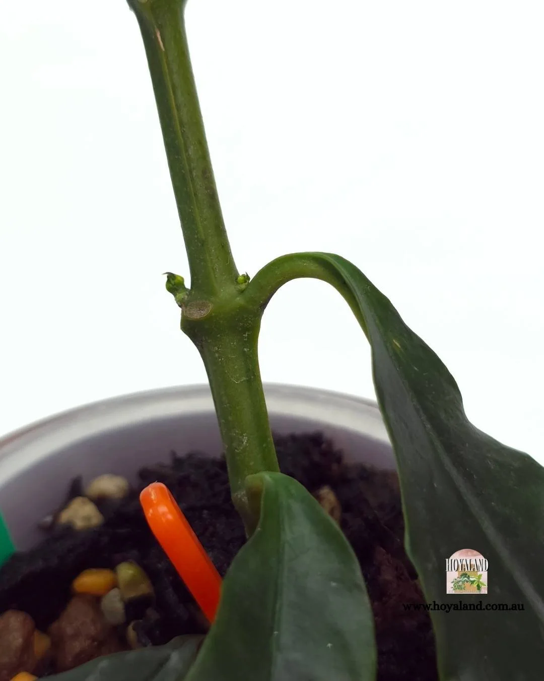 Hoya decipulae (6).jpg