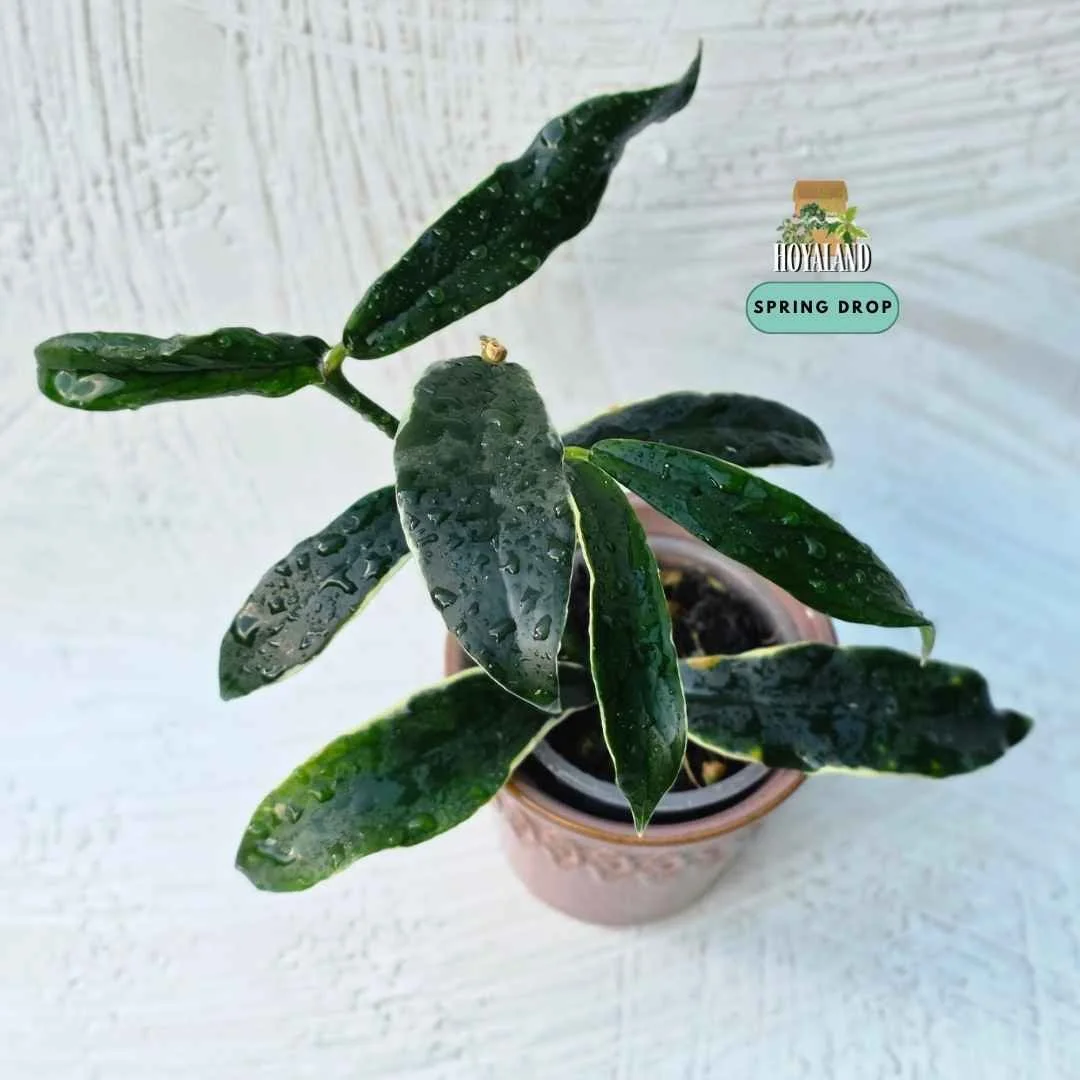 : Established Hoya lobbii Albomarginata showing shrubby upright stems, succulent leaves with creamy white outer margins.