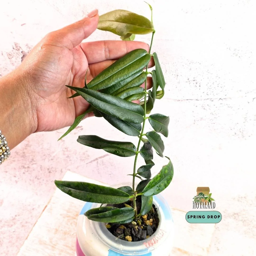 Hoya paradisea white.jpg