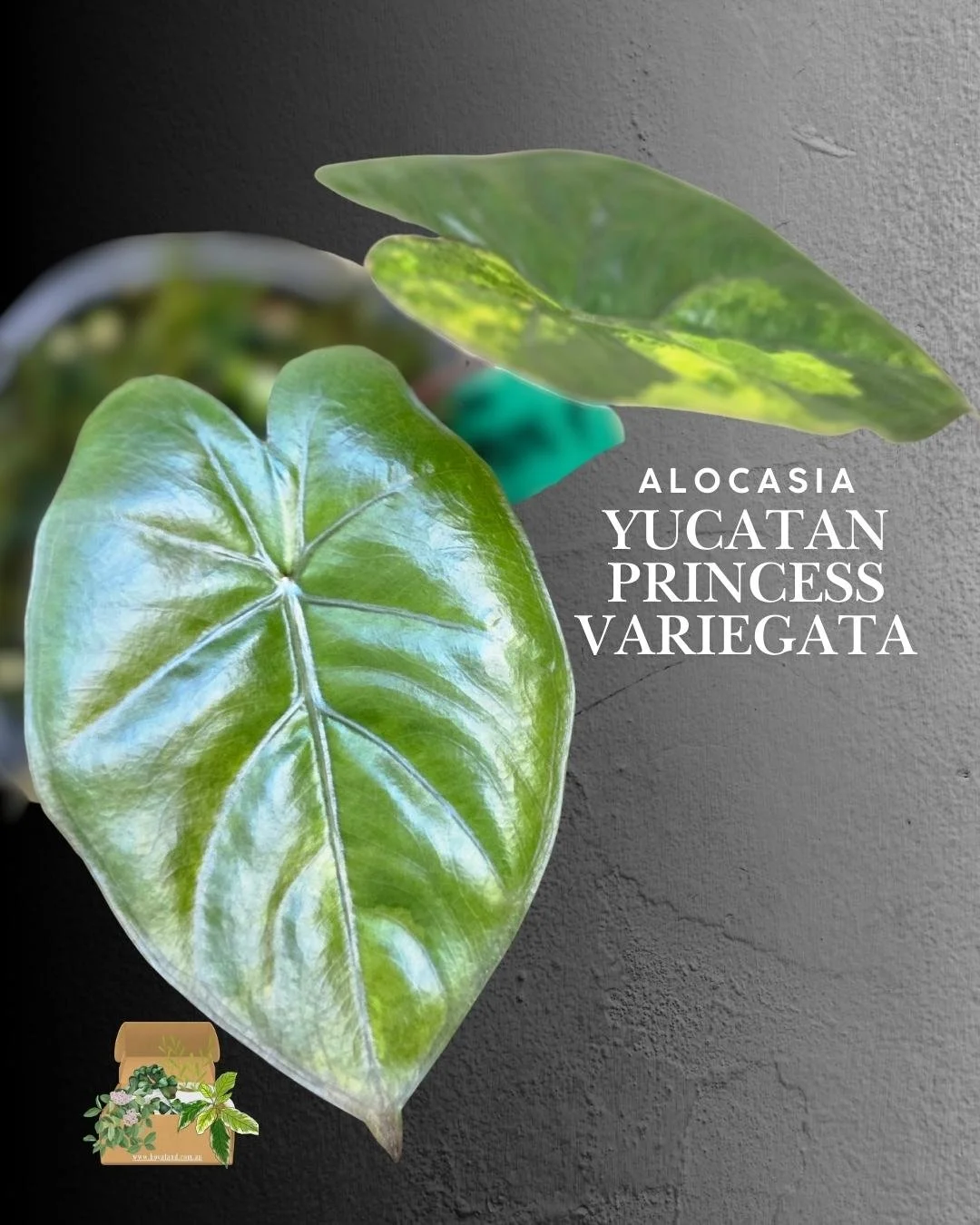 Alocasia Yucatan Princess Variegata (5).jpg