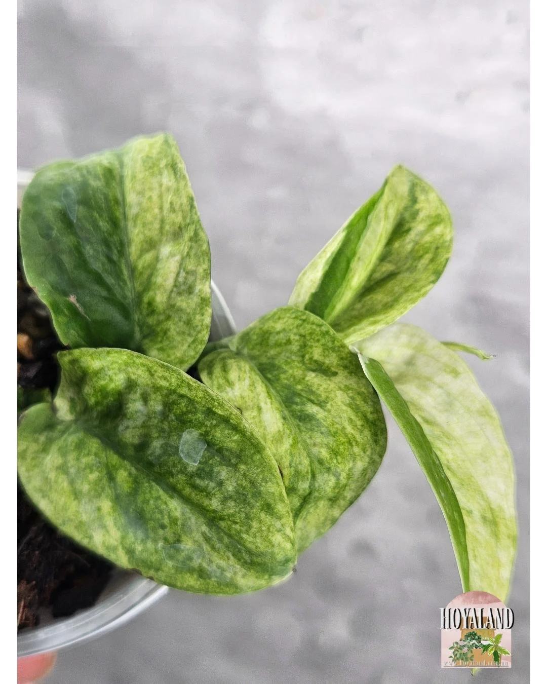 Raphidophora korthalsii ghost mint.jpg