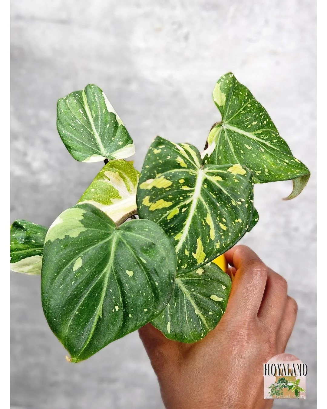 Philodendron Gloriousum Variegata (4).jpg