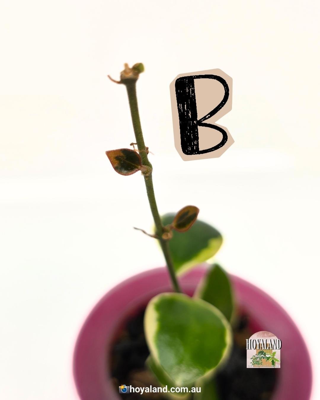 Hoya Palta B (6).jpg