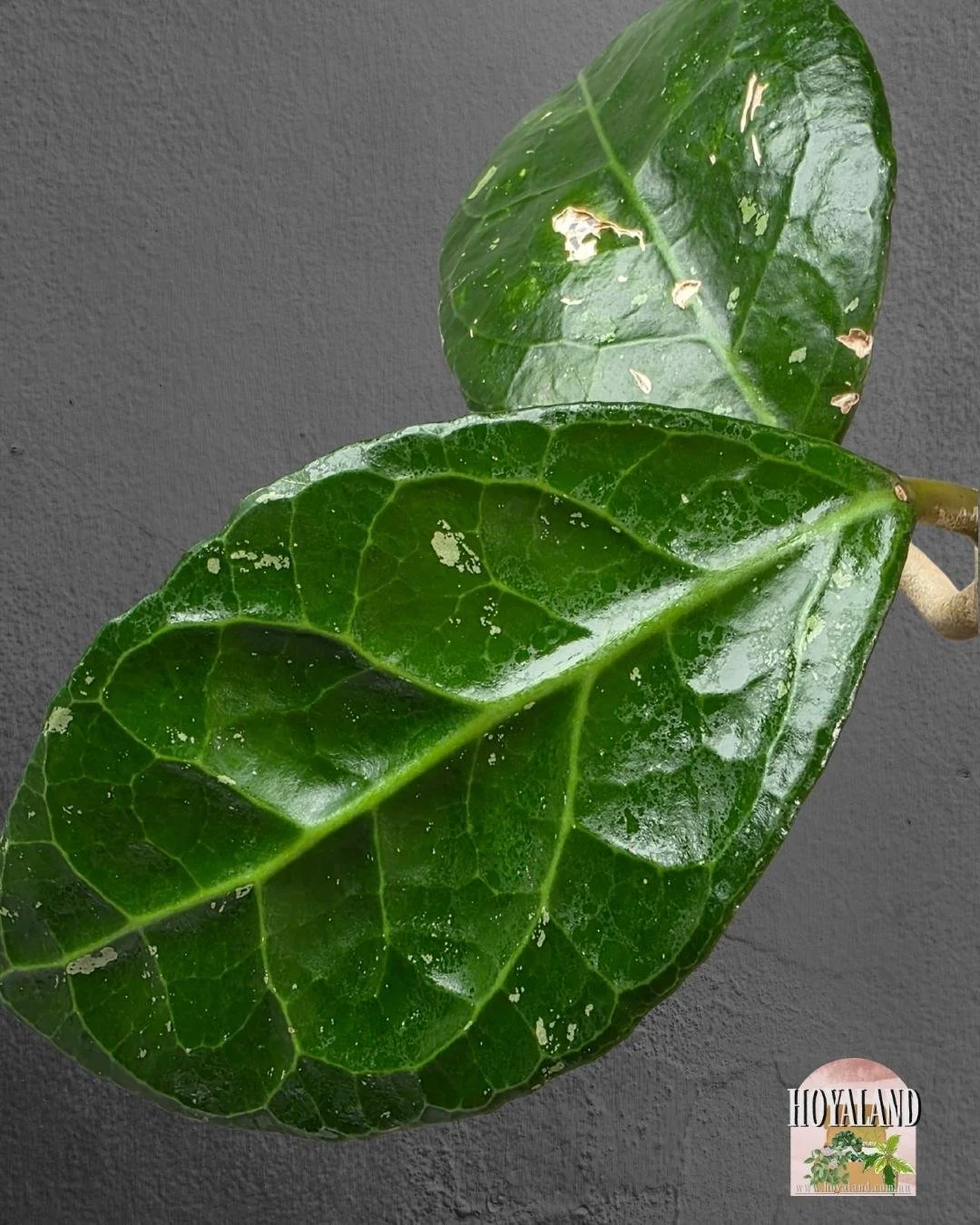 Hoya verticillat sp Wayang (3).jpg