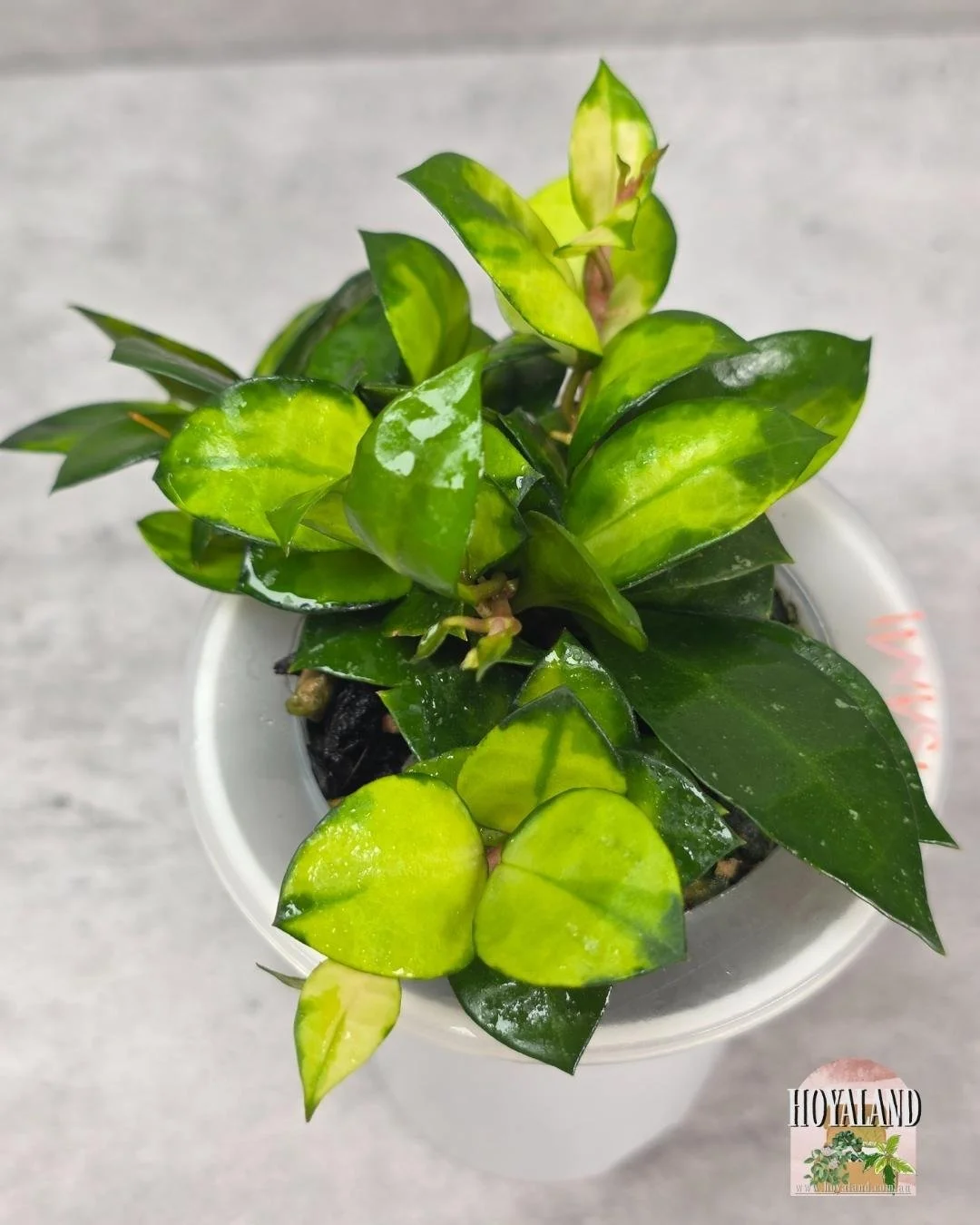 Hoya Asami Reverse (2).jpg