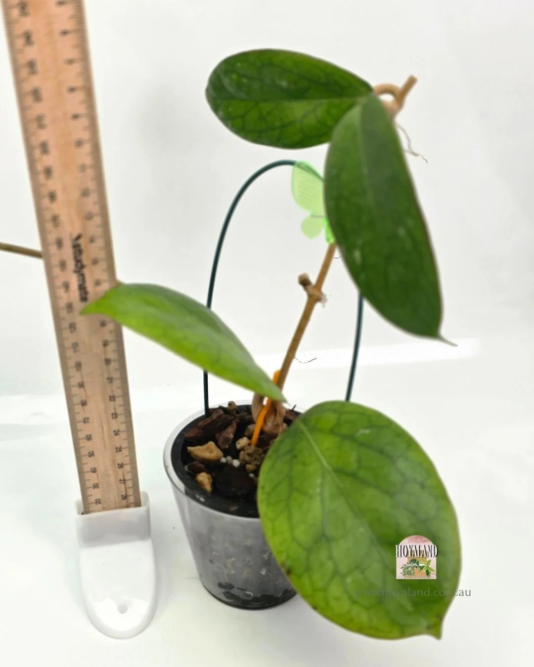 🍂 Rare Hoya AH 138 Giant Leaves | Sunstressing Edges | Hoyaland A