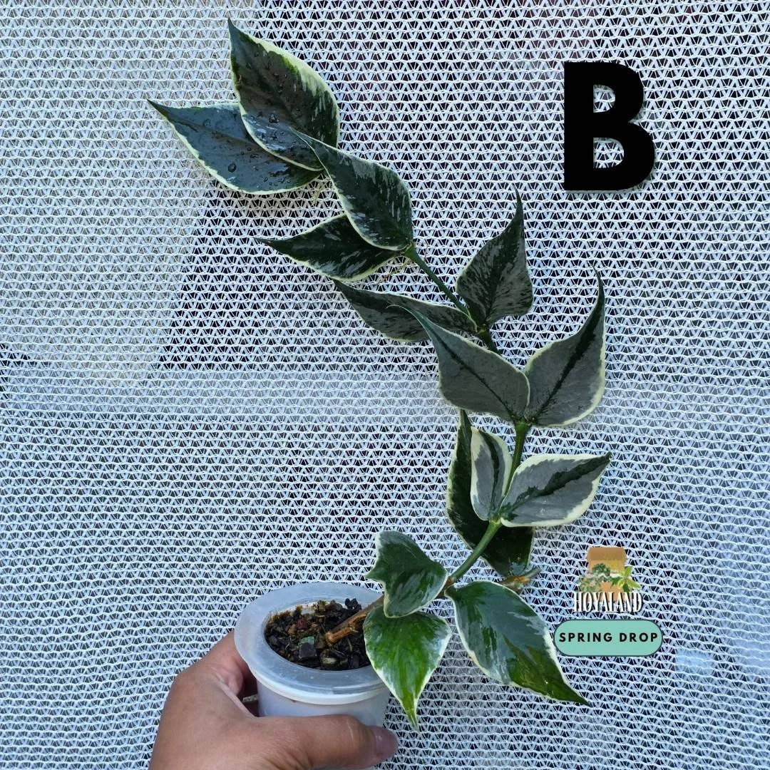 Hoya polyneura jasminka diem B.jpg