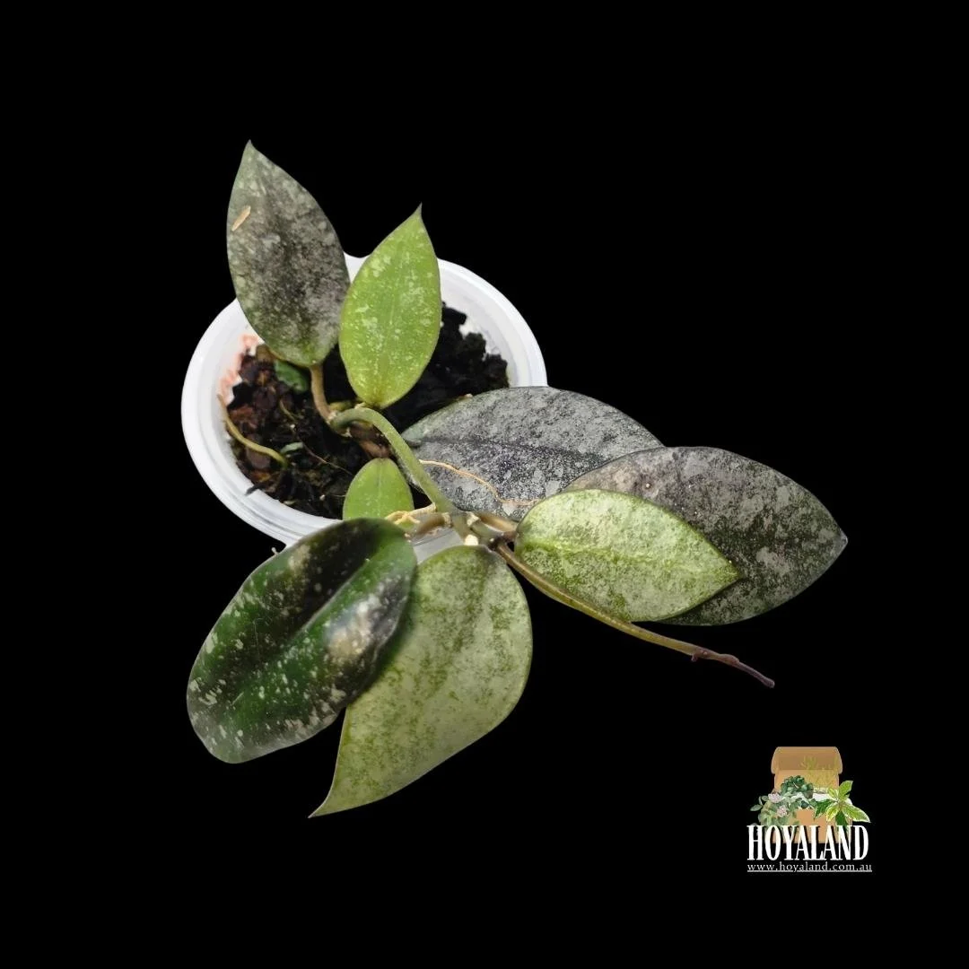 Hoya walliniana silver b (1).jpg