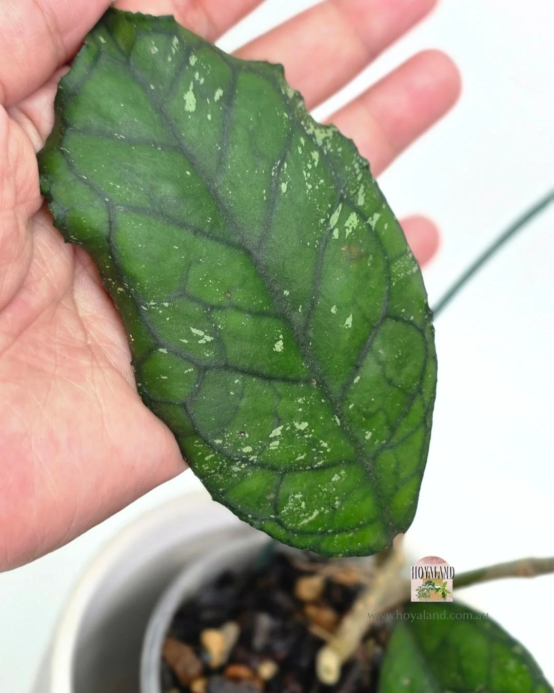 Hoya Svetlana (2).jpg