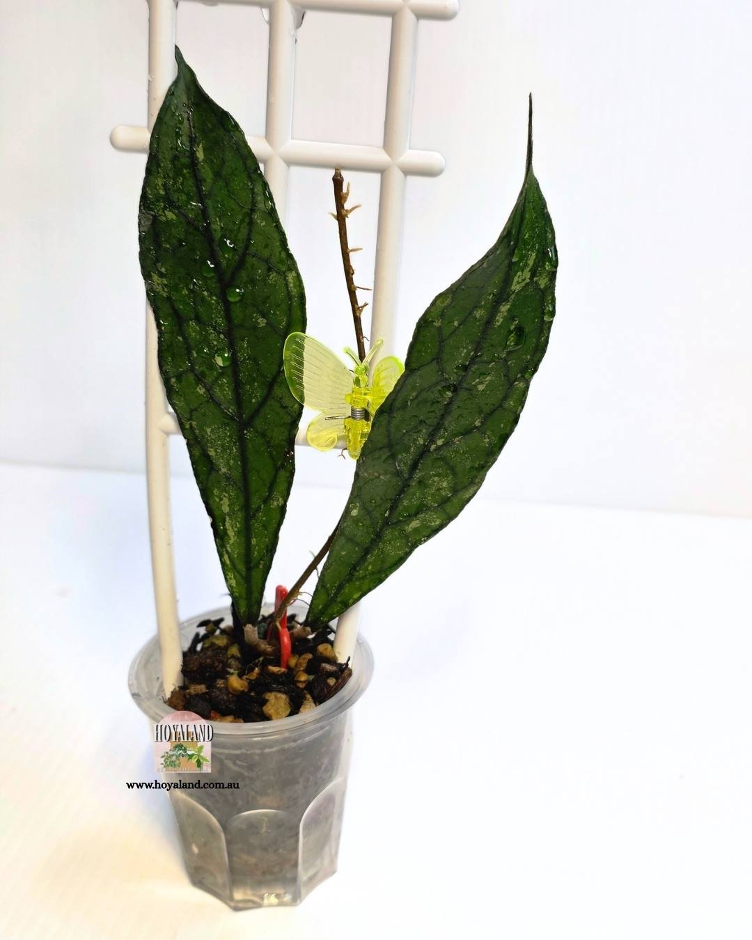 Hoya clemensiorum dark (3).jpg