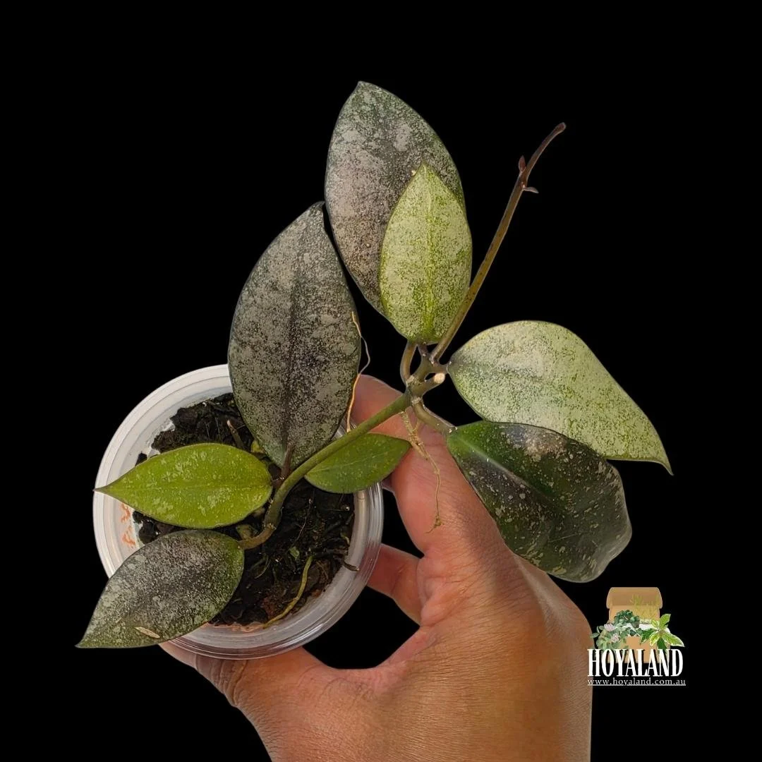 Hoya walliniana silver b (4).jpg