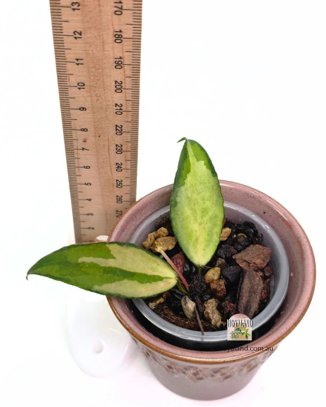 Hoya caudata variegata.jpg