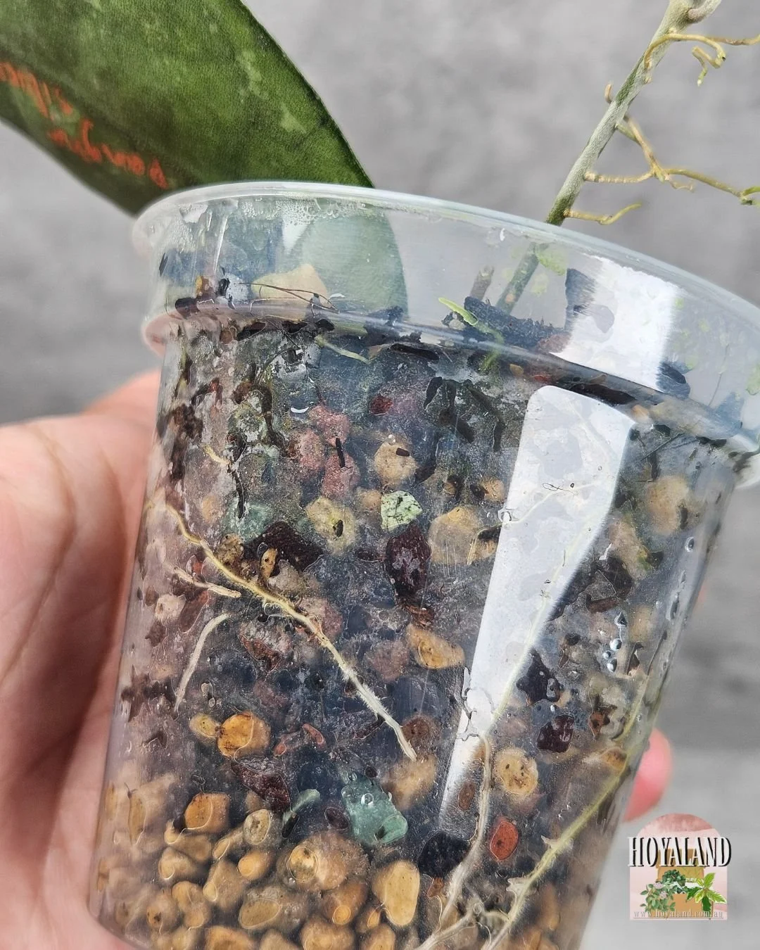 finlaysonii pangha silver  (2).jpg