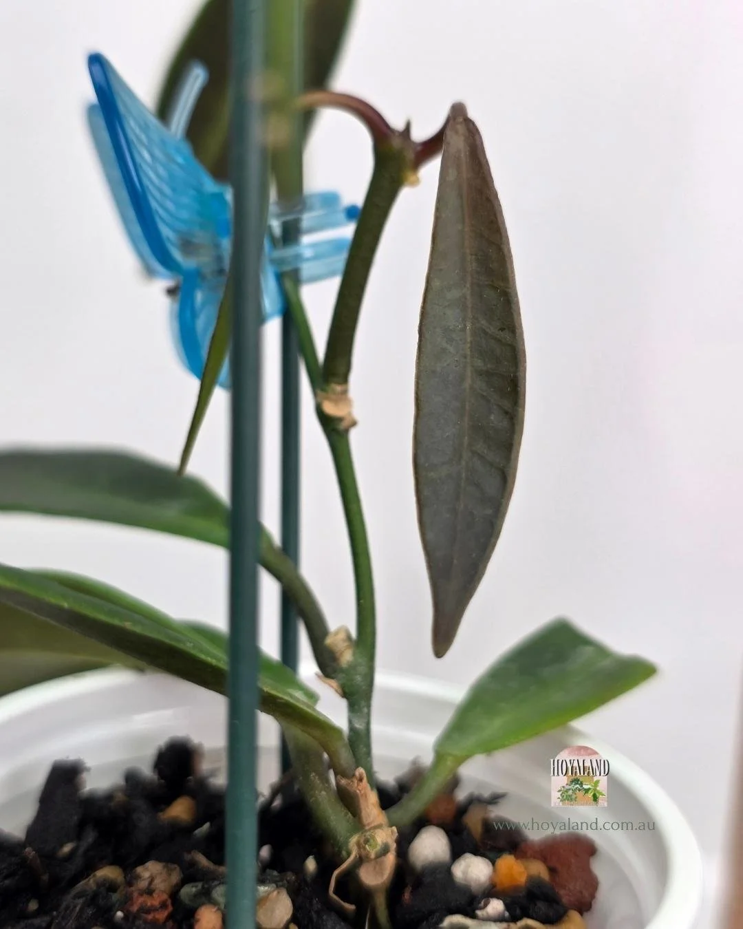 Hoya pulchra A (3).jpg