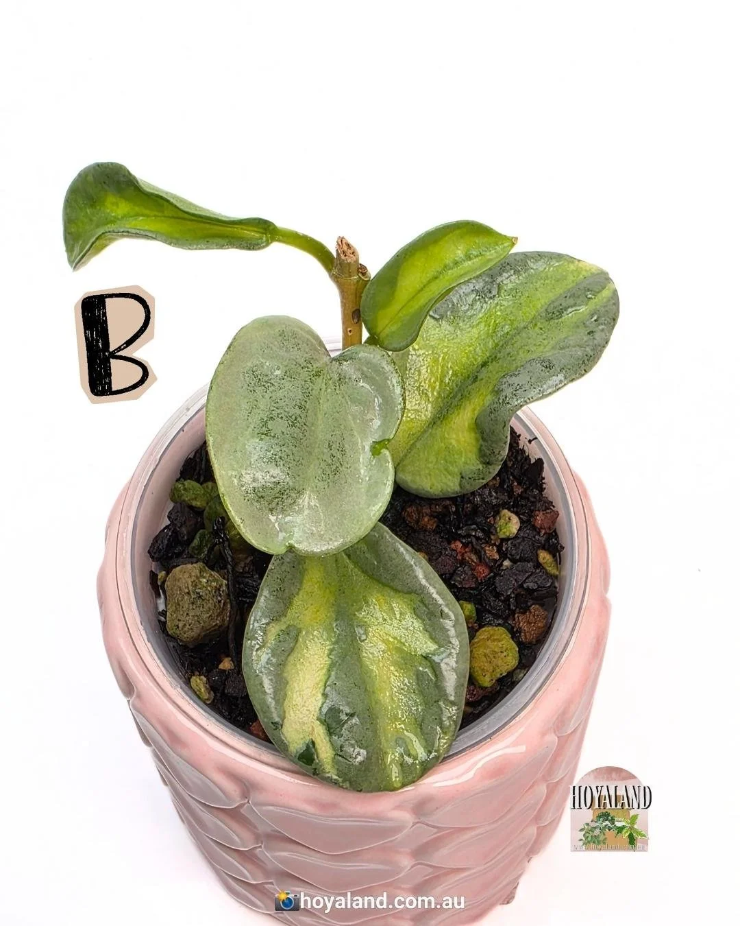 Hoya Argentea Princess B.jpg