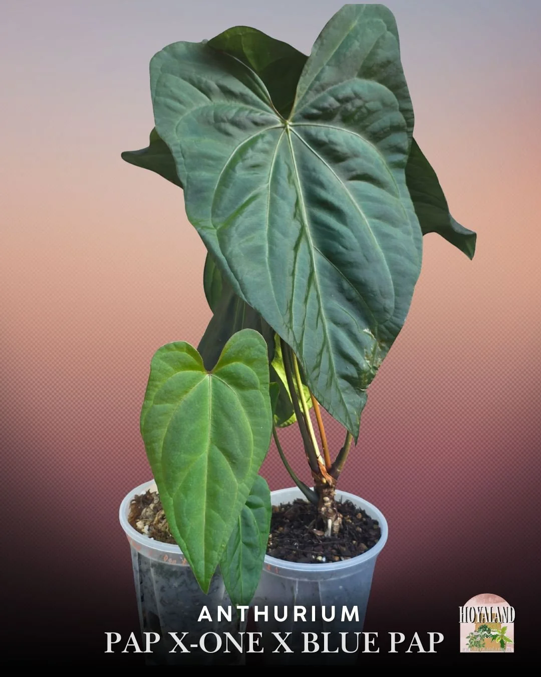Anthurium papx1 x bluepap.jpg