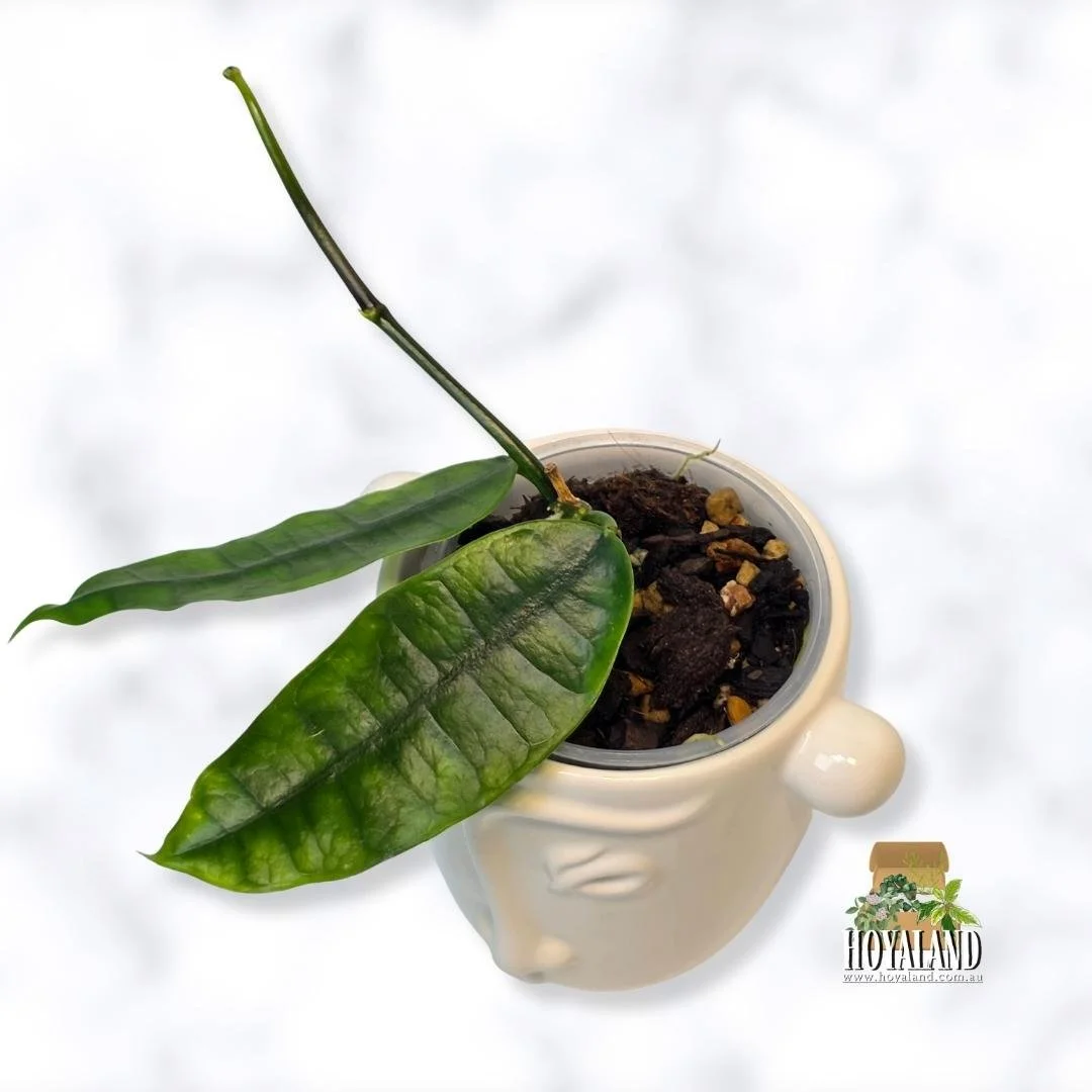 ⛄ Rare Hoya fusca | Established Plant | HoyaLand Australia