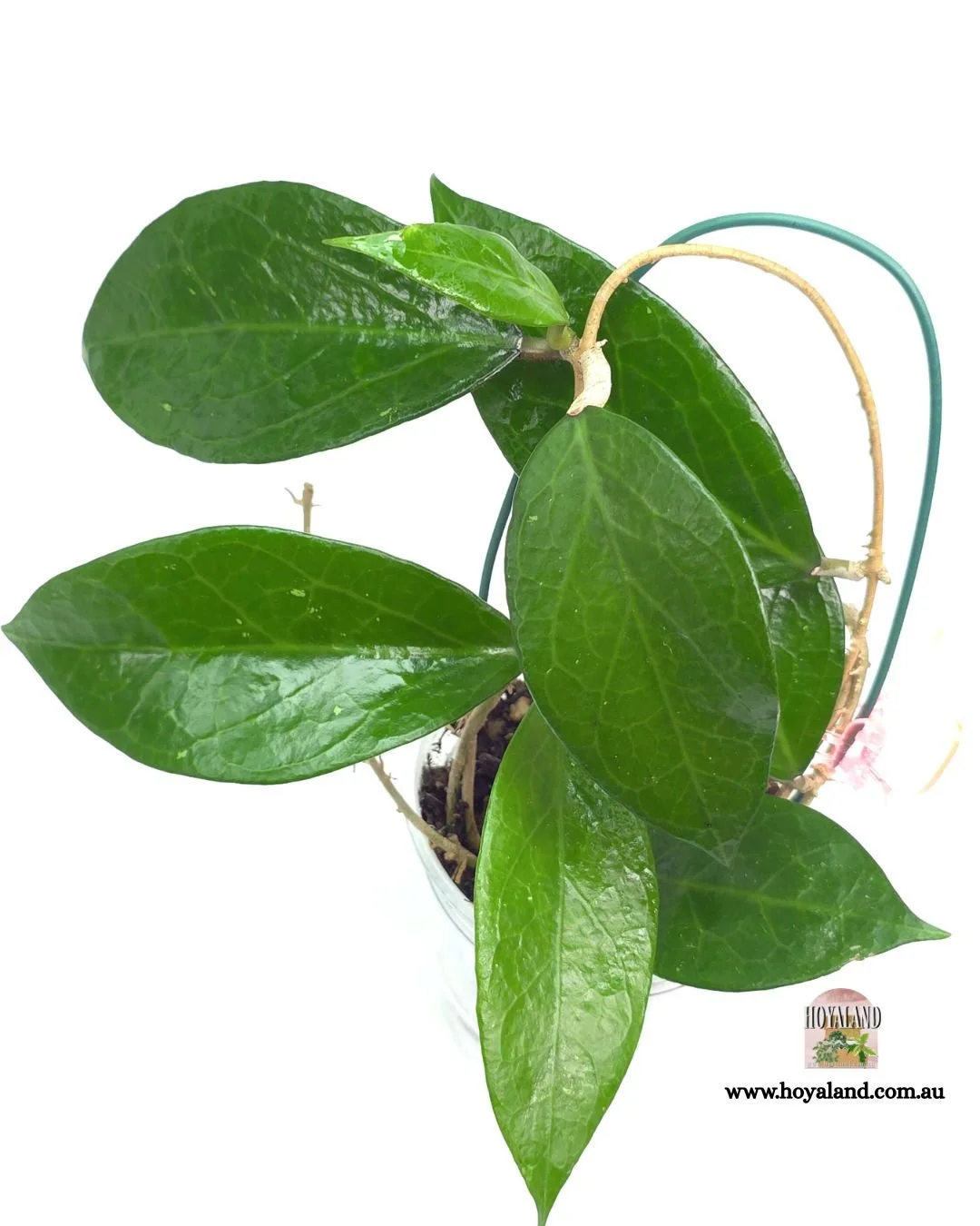 🍂 Hoya sp Sumbawa |  Easy Blooms