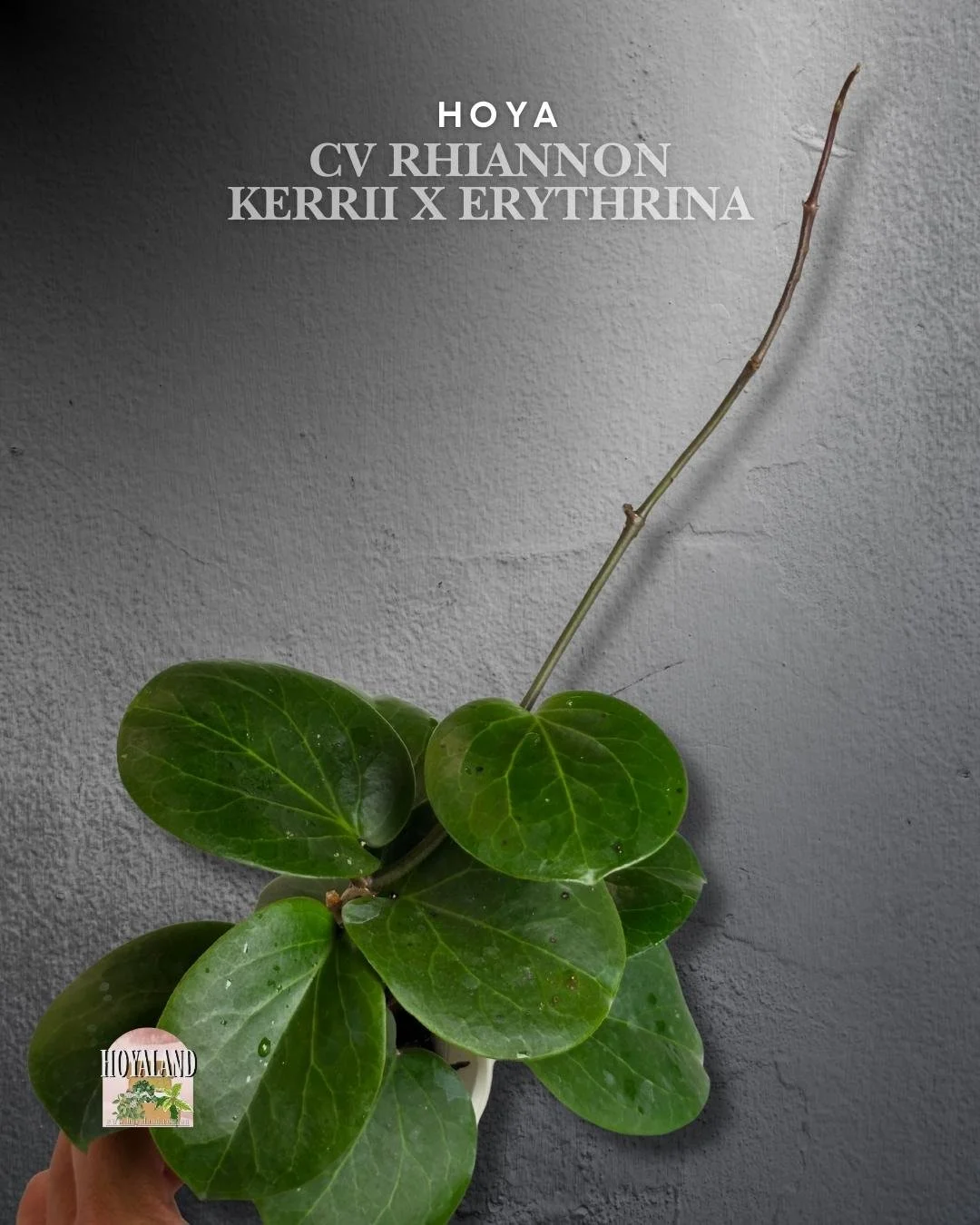 Hoya Rhiannon (5).jpg