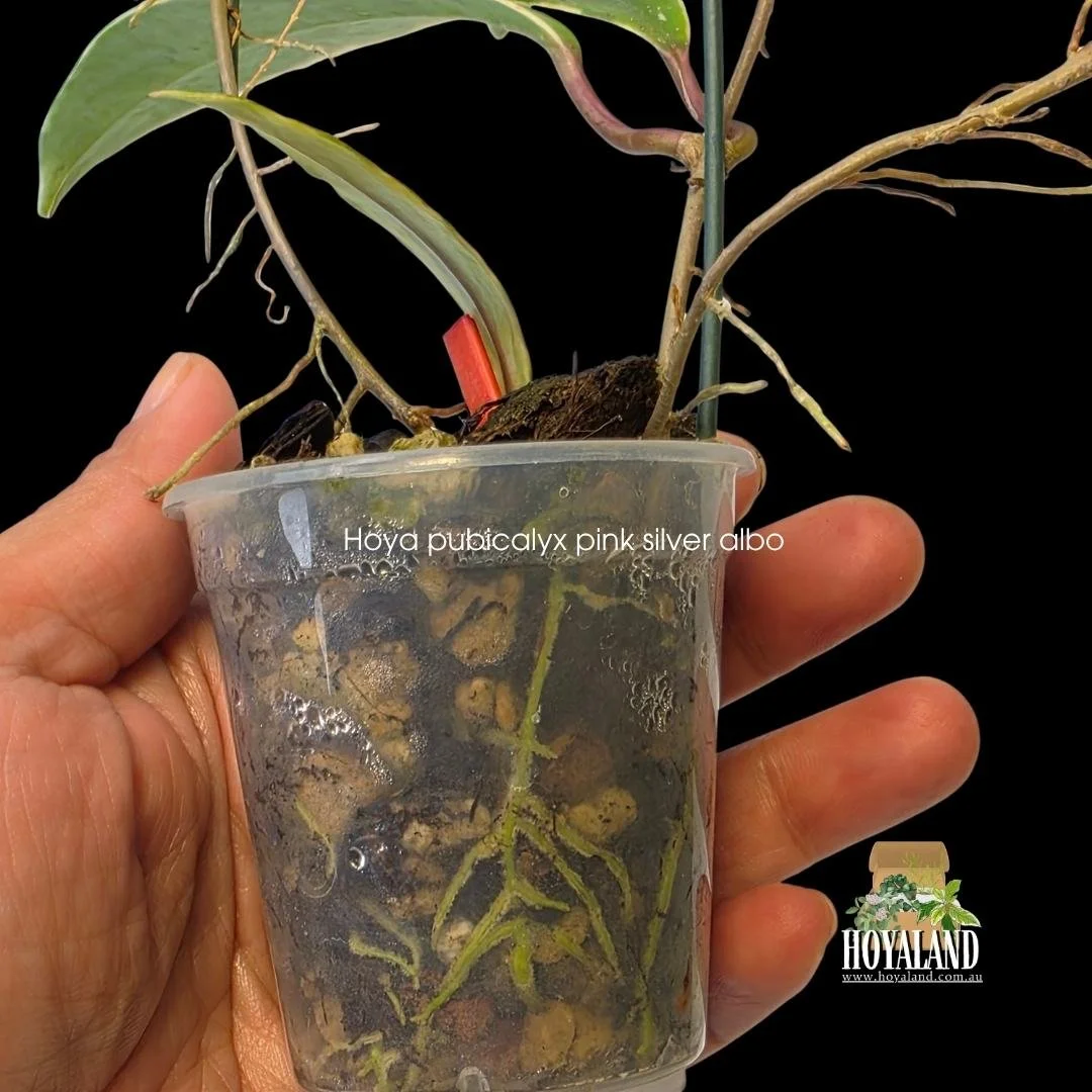 Hoya pubicalyx Pink Silver Albo variegated plant showing long lance-shaped green leaves with cream borders and light pink flushed silver splash.