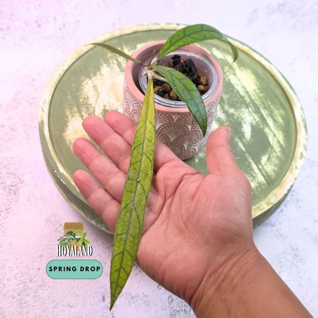 Established Hoya callistophylla Jungle Spear climbing vine displaying rigid, elongated spear-like foliage with high-contrast dark green reticulated veins
