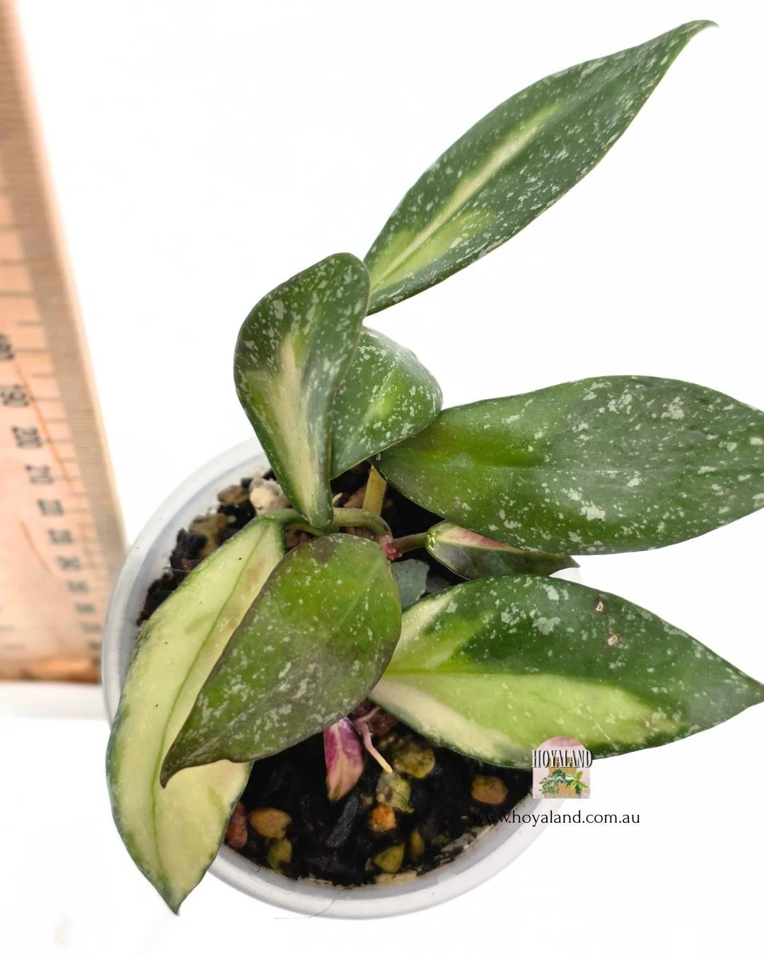 Hoya nabawanensis var 2 heads (4).jpg