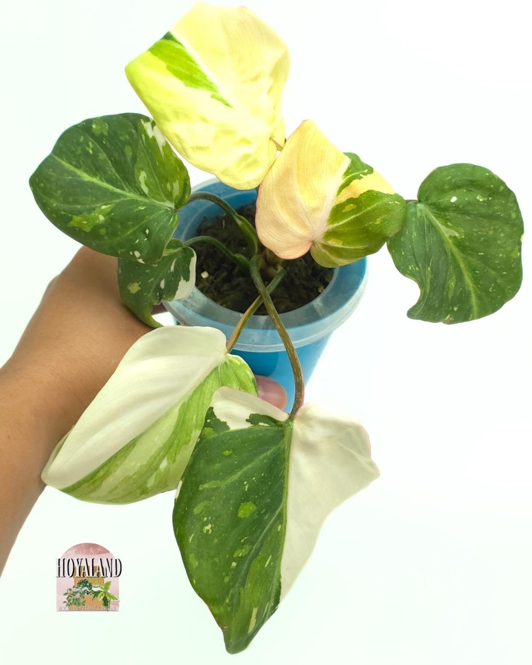 Philodendron gloriosum var (2).jpg