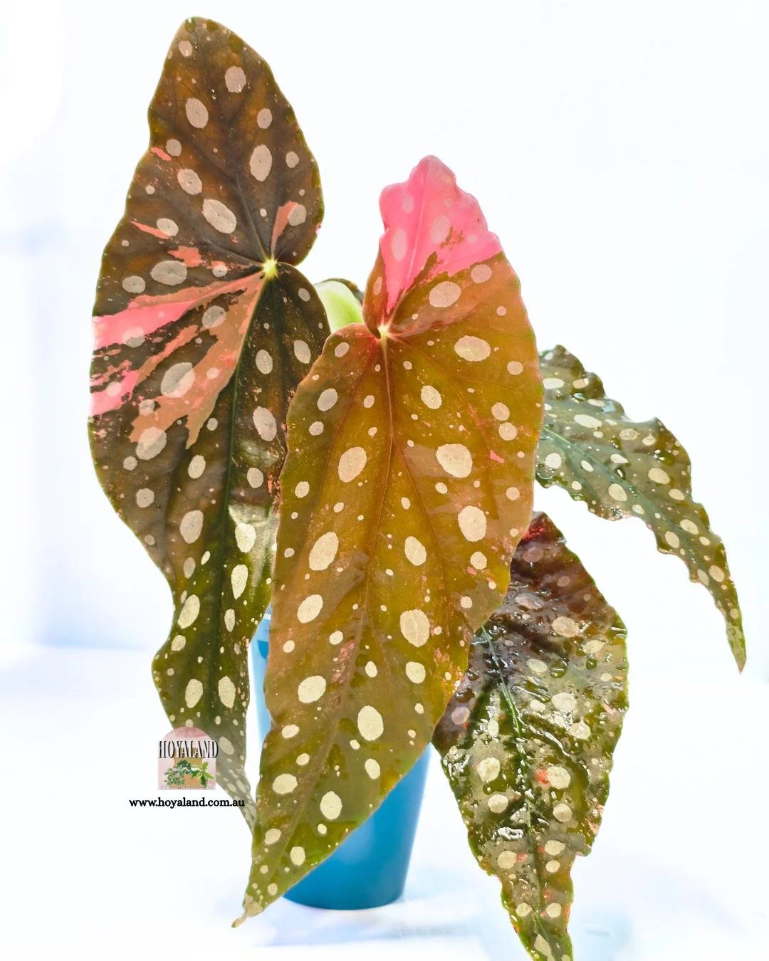 Begonia maculata var large (6).jpg