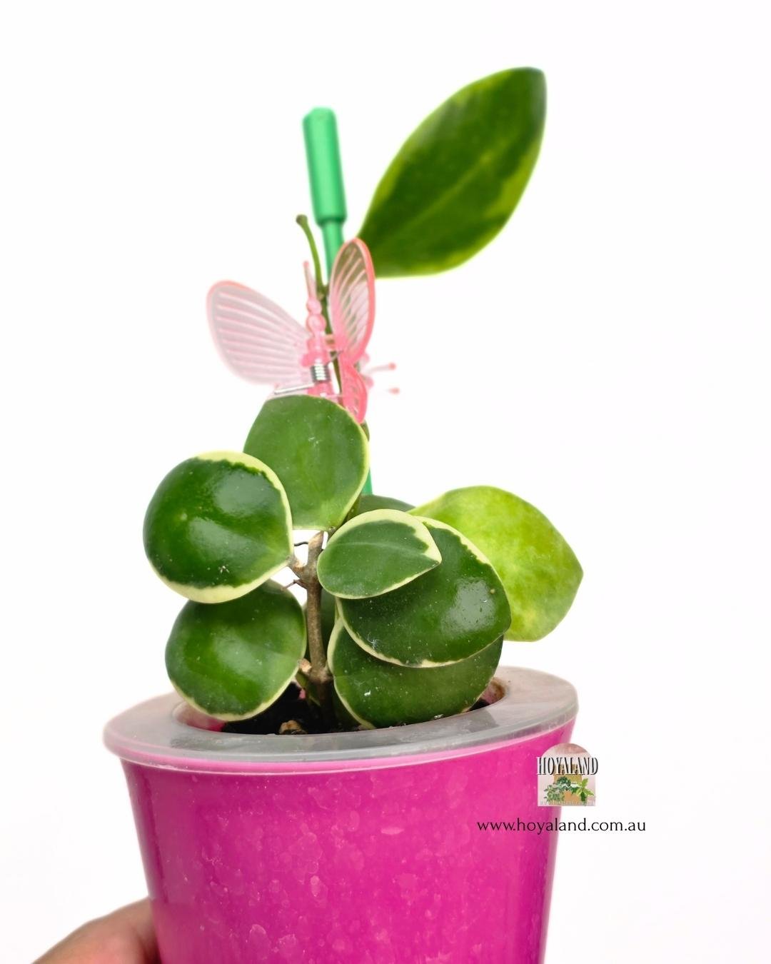 Hoya incurvula albo.jpg