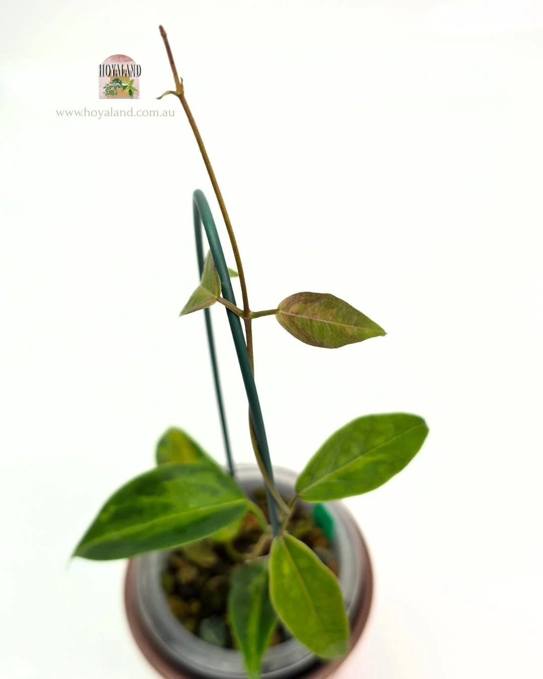 Hoya dennissii Frida (6).jpg