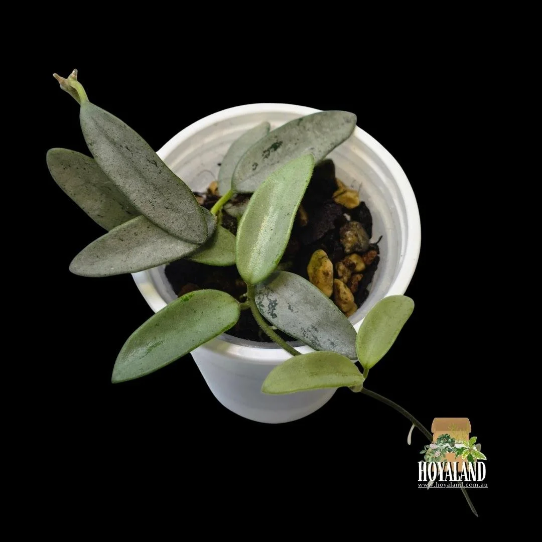 Hoya lima silver (4).jpg