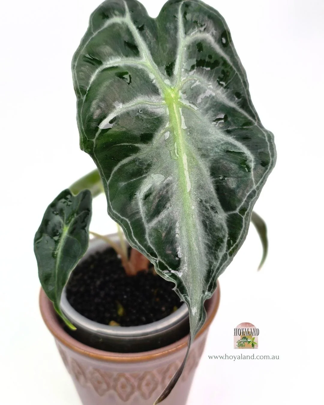 Alocasia venom (2).jpg