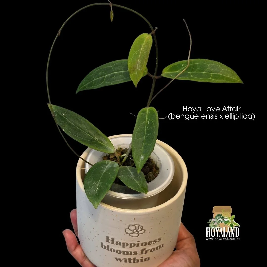 ⛄Hoya Love Affair (benguetensis x elliptica) | Easy-Flowering Rare Hybrid