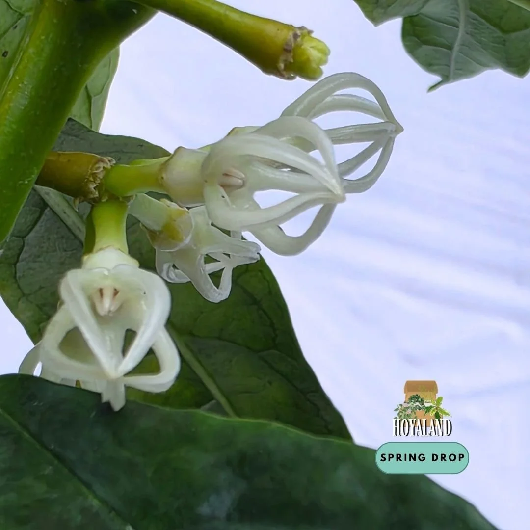Established rare Hoya decipulae showing neat elliptical foliage and specialized birdcage-like lantern flowers
