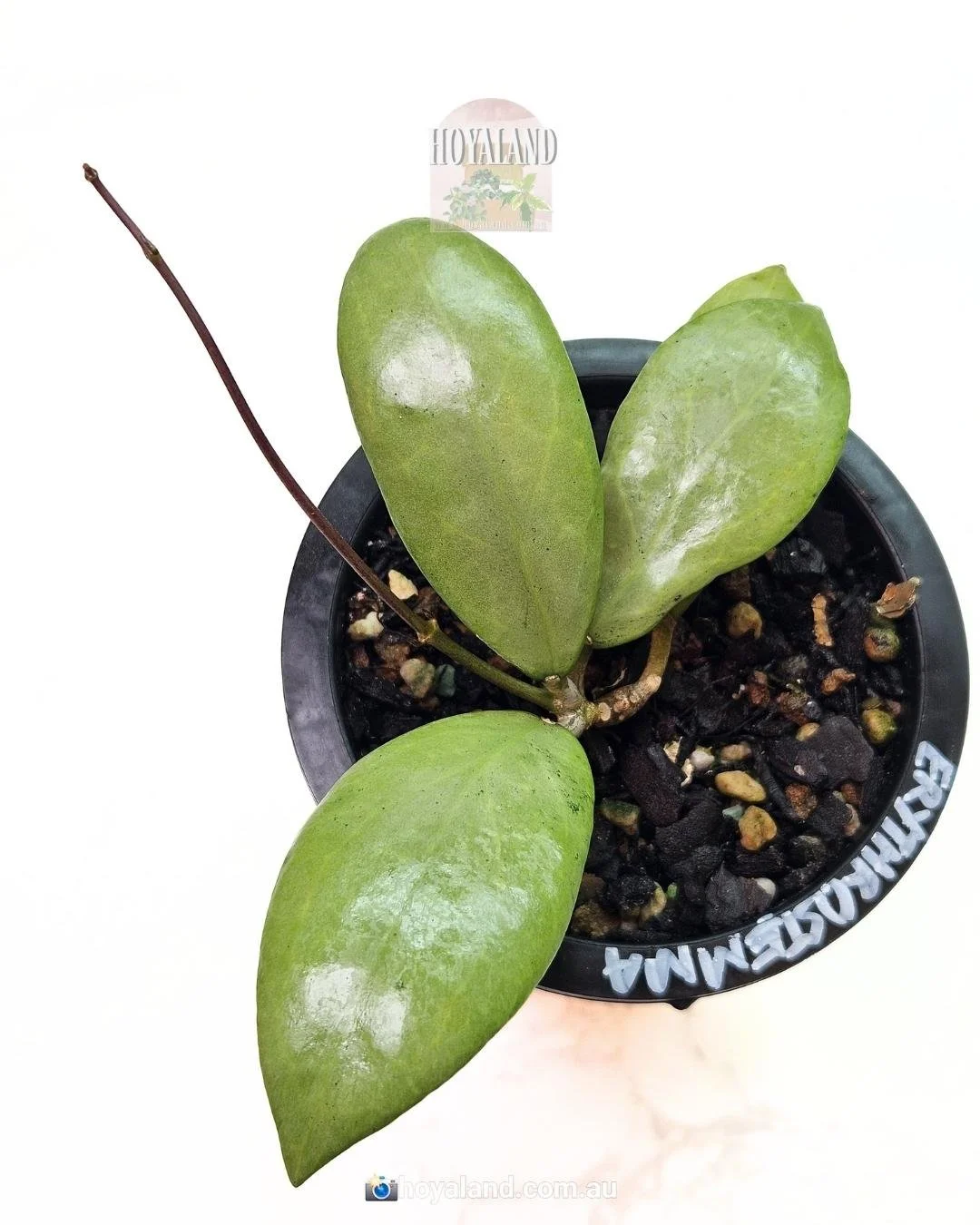 Hoya erythrostemma silver (1).jpg