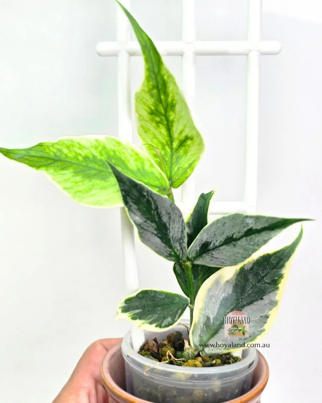 🍂 Hoya polyneura 'Diem Fairy'