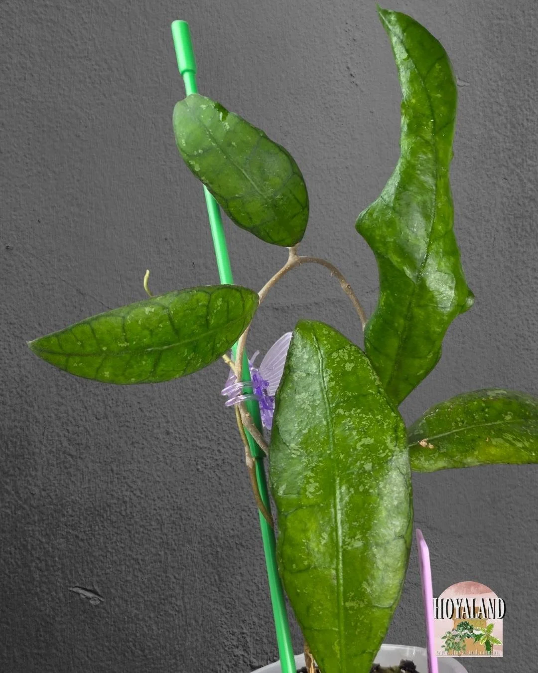 Hoya finlaysonii sukirin (2).jpg