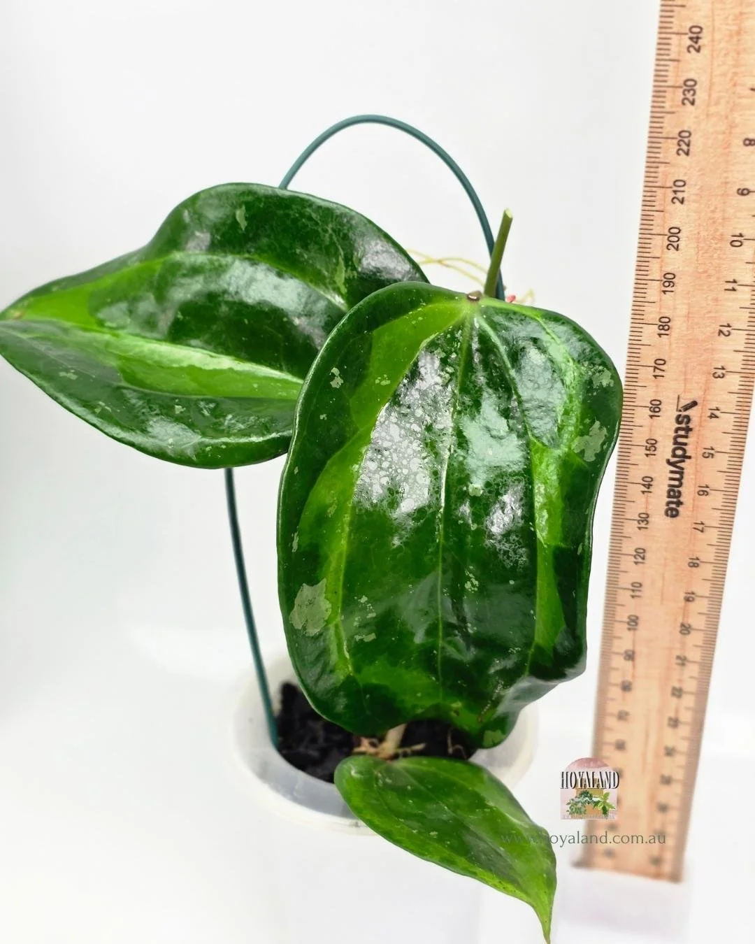 🍂 Rare Hoya Latifolia Baibua | Variegated Plant