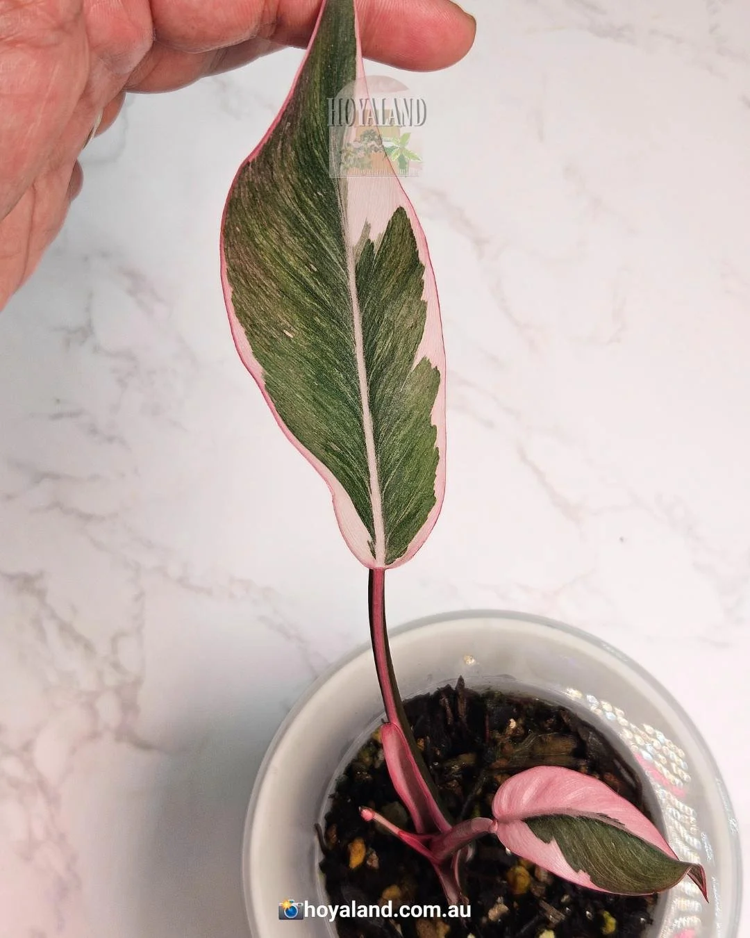 Pink princess mutation (2).jpg