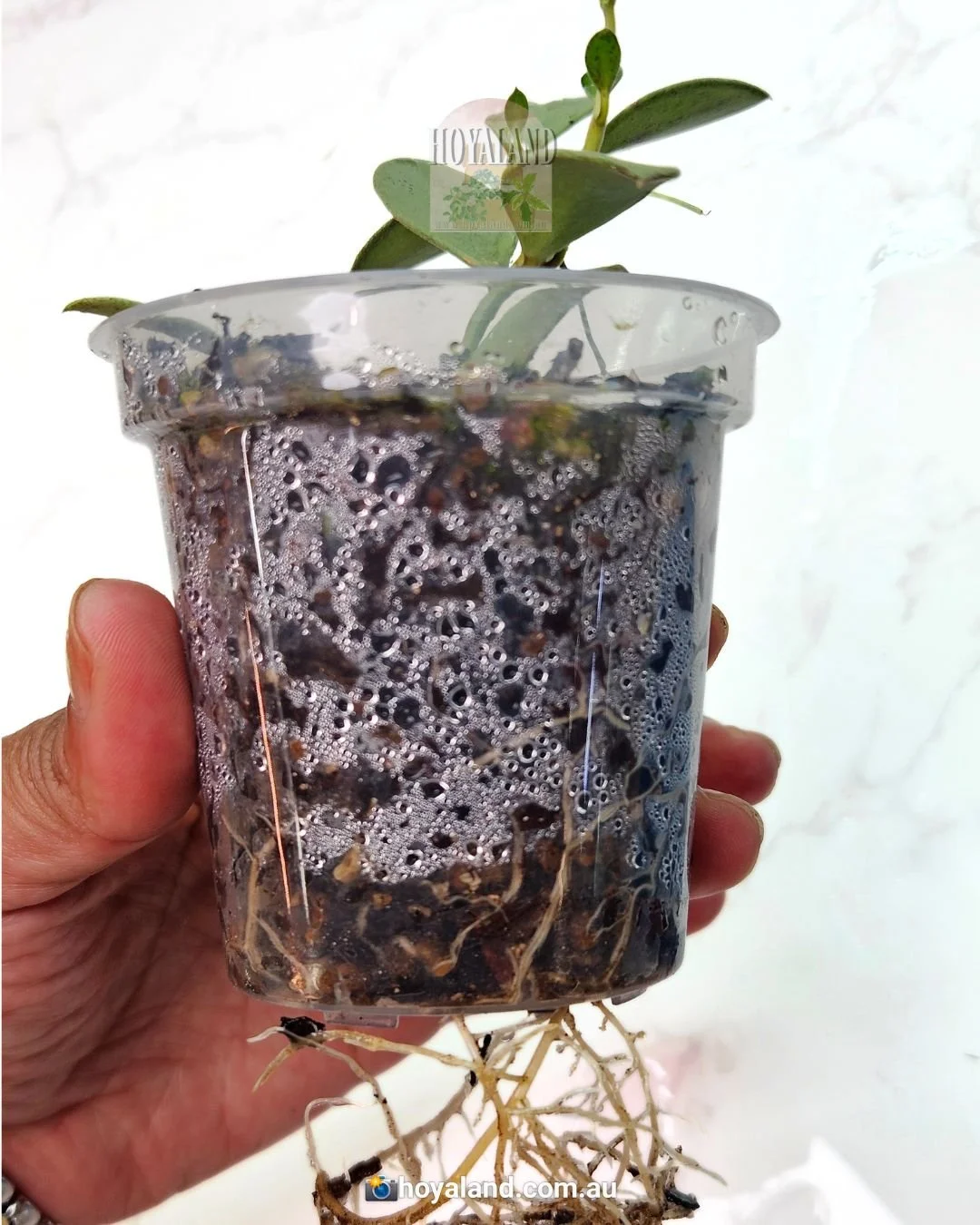 hoya nummularioides silver (1).jpg