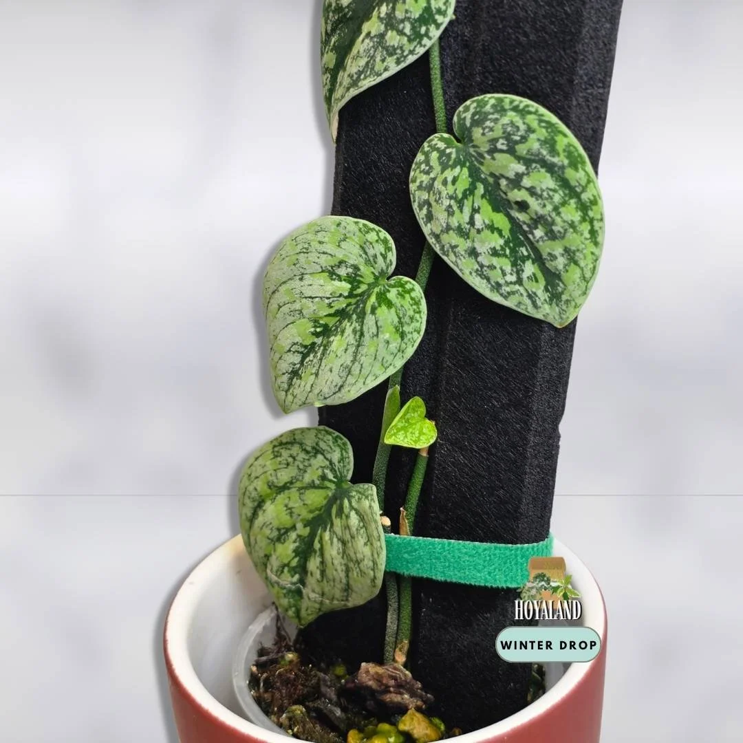 Established Scindapsus Tricolour Dark Form showing large shingling silver and deep slate leaves
