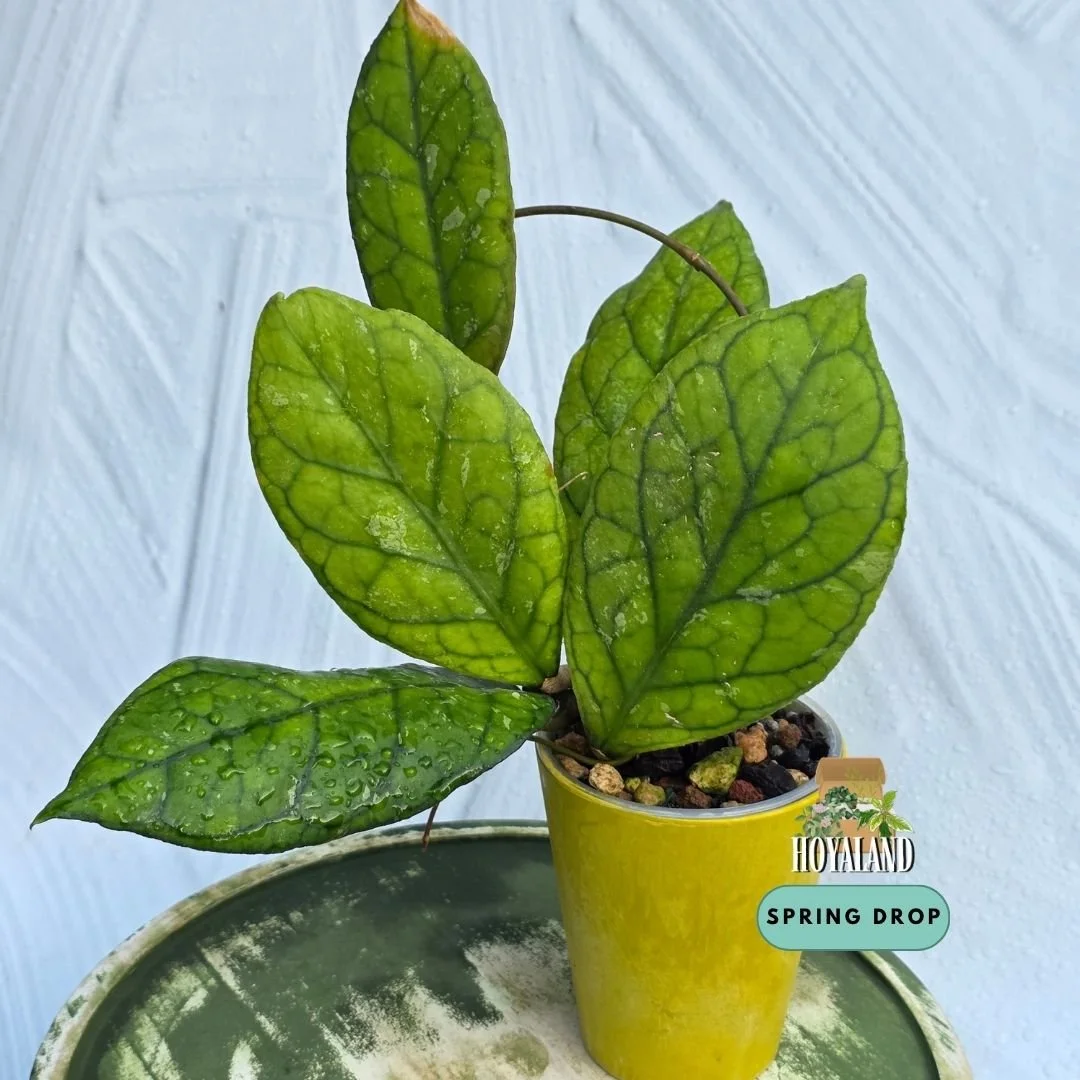 Established Hoya Irina showing lanceolate-pointed leaf tips, deeply carved dark green lattice veins, and robust climbing growth