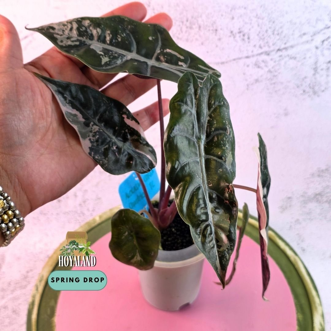 Established corm-grown Alocasia chantrieri Pink Variegata in a self-watering pot showing metallic scalloped leaves with candy-pink marbling and burgundy reverse
