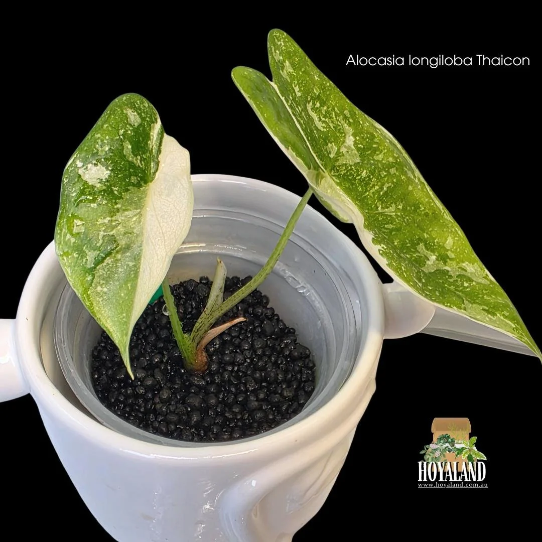 Alocasia longiloba Thaicon (3).jpg