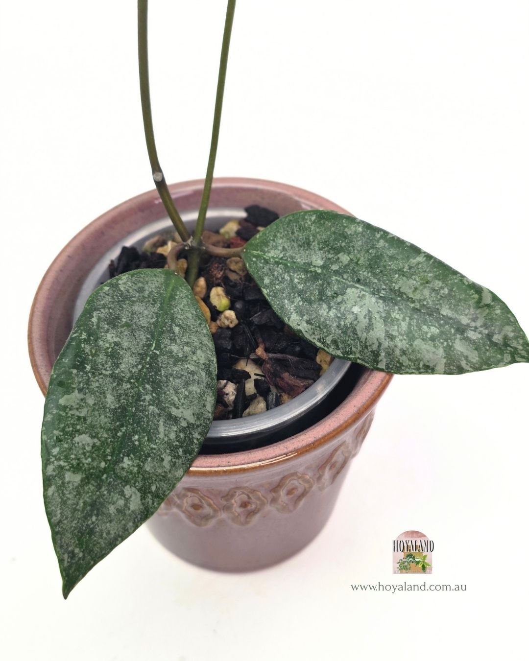 Hoya walliniana silver (2).jpg